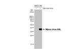 Monkeypox Virus A4L (MPXV/USA/2022/MA001) Antibody in Western Blot (WB)