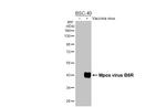 Monkeypox Virus B6R (strain Zaire-96-I-16) Recombinant Rabbit Monoclonal Antibody (HL3102)
