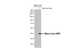 Monkeypox Virus B6R (strain Zaire-96-I-16) Antibody in Western Blot (WB)