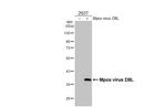 Monkeypox Virus D8L (MPXV/USA/2022/MA001) Recombinant Rabbit Monoclonal Antibody (HL2950)