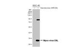 Monkeypox Virus D8L (MPXV/USA/2022/MA001) Antibody in Western Blot (WB)