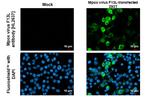 Monkeypox Virus F13L (MPXV/USA/2022/MA001) Recombinant Rabbit Monoclonal Antibody (HL2637)