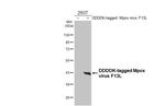 Monkeypox Virus F13L (MPXV/USA/2022/MA001) Antibody in Western Blot (WB)