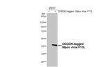 Monkeypox Virus F13L (MPXV/USA/2022/MA001) Antibody in Western Blot (WB)