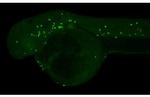 MPX Recombinant Rabbit Monoclonal Antibody (HL2505)