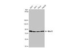 MRE11 Antibody in Western Blot (WB)