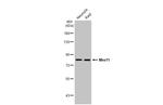 MRE11 Antibody in Western Blot (WB)