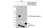 Myogenin Antibody in Western Blot (WB)