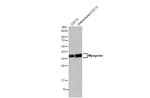 Myogenin Antibody in Western Blot (WB)