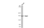 NEK1 Antibody in Western Blot (WB)
