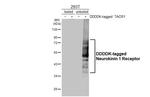 TACR1 Antibody in Western Blot (WB)