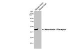 TACR1 Antibody in Western Blot (WB)