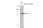 NLRP3 Antibody in Western Blot (WB)
