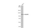 NLRP3 Antibody in Western Blot (WB)