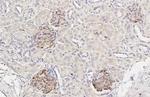 NPR3 Antibody in Immunohistochemistry (Paraffin) (IHC (P))