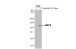 Nrf2 Antibody in Western Blot (WB)