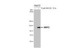 Nrf2 Antibody in Western Blot (WB)