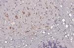 Nucleobindin 1 Antibody in Immunohistochemistry (Paraffin) (IHC (P))