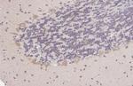 Nucleobindin 1 Antibody in Immunohistochemistry (Paraffin) (IHC (P))