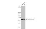 Nucleobindin 1 Antibody in Western Blot (WB)