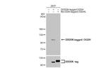 OGDH Antibody in Western Blot (WB)