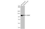 OGDH Antibody in Western Blot (WB)