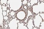 p27Kip1 Antibody in Immunohistochemistry (Paraffin) (IHC (P))