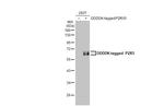 P2X5 Antibody in Western Blot (WB)