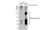 P2Y1 Antibody in Western Blot (WB)