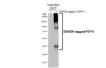 P2Y11 Antibody in Western Blot (WB)