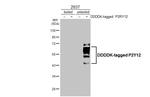 P2Y12 Antibody in Western Blot (WB)