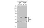 P2Y2 Antibody in Western Blot (WB)