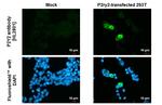 P2Y2 Antibody in Immunocytochemistry (ICC/IF)