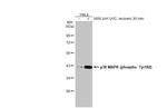 Phospho-p38 MAPK (Tyr182) Antibody in Western Blot (WB)