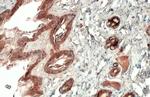Cytokeratin Pan Type I/II Recombinant Rabbit Monoclonal Antibody (HL2253)
