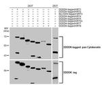 Cytokeratin Pan Type I/II Antibody in Western Blot (WB)