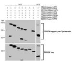 Cytokeratin Pan Type I/II Antibody in Western Blot (WB)