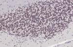 PAX6 Antibody in Immunohistochemistry (Paraffin) (IHC (P))