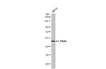 PAX6 Antibody in Western Blot (WB)