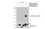 PAX6 Antibody in Western Blot (WB)
