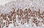 PCSK9 Antibody in Immunohistochemistry (Paraffin) (IHC (P))