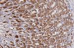 PCSK9 Antibody in Immunohistochemistry (Paraffin) (IHC (P))