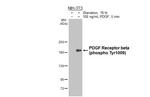 Phospho-PDGFRB (Tyr1009) Antibody in Western Blot (WB)