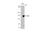 PER2 Antibody in Western Blot (WB)