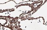 PRG2 Antibody in Immunohistochemistry (Paraffin) (IHC (P))