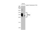 PRG2 Antibody in Western Blot (WB)