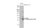 PRG2 Antibody in Western Blot (WB)