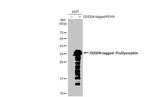 Prodynorphin Antibody in Western Blot (WB)