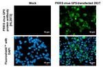 PRRS Virus GP5 Protein (Strain: VR-2332) Recombinant Rabbit Monoclonal Antibody (HL2872)