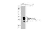 PRRS Virus GP5 Protein (Strain: VR-2332) Antibody in Western Blot (WB)